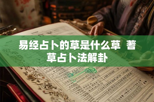 易经占卜的草是什么草  蓍草占卜法解卦