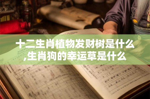 十二生肖植物发财树是什么,生肖狗的幸运草是什么
