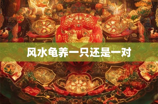 风水龟养一只还是一对