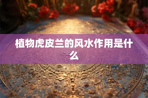 植物虎皮兰的风水作用是什么