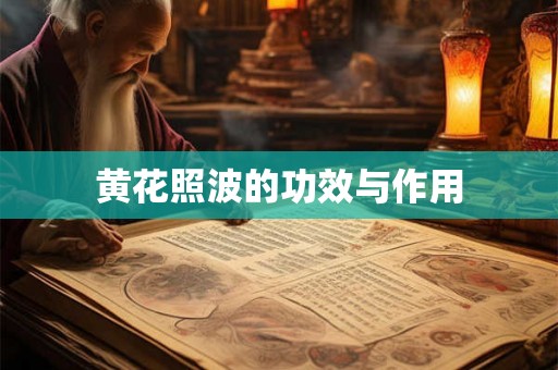 黄花照波的功效与作用