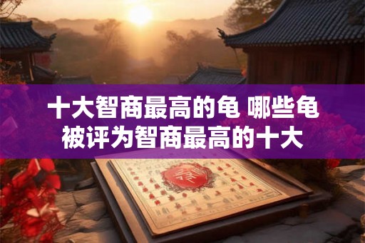 十大智商最高的龟 哪些龟被评为智商最高的十大