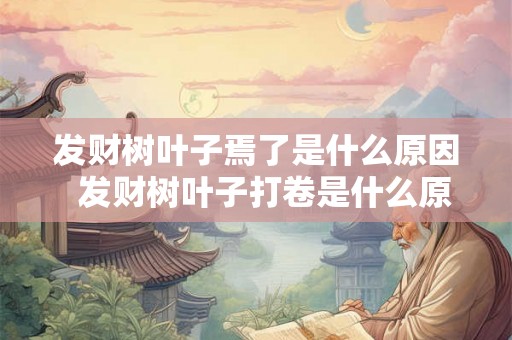 发财树叶子焉了是什么原因  发财树叶子打卷是什么原因