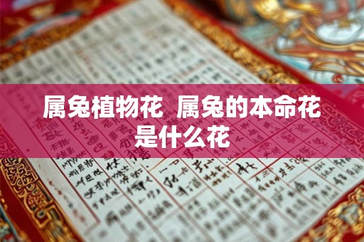 属兔植物花  属兔的本命花是什么花