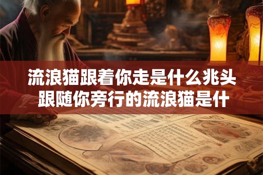 流浪猫跟着你走是什么兆头 跟随你旁行的流浪猫是什么预兆