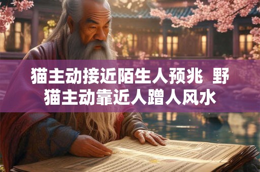猫主动接近陌生人预兆  野猫主动靠近人蹭人风水
