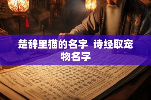 楚辞里猫的名字 诗经取宠物名字 楚辞里猫的名字 诗经取宠物名字