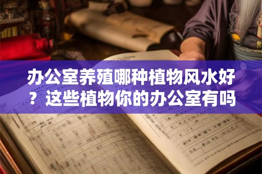 办公室养殖哪种植物风水好？这些植物你的办公室有吗？