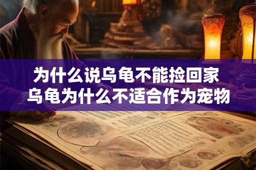 为什么说乌龟不能捡回家 乌龟为什么不适合作为宠物