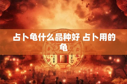 占卜龟什么品种好 占卜用的龟 占卜龟什么品种好 占卜用的龟