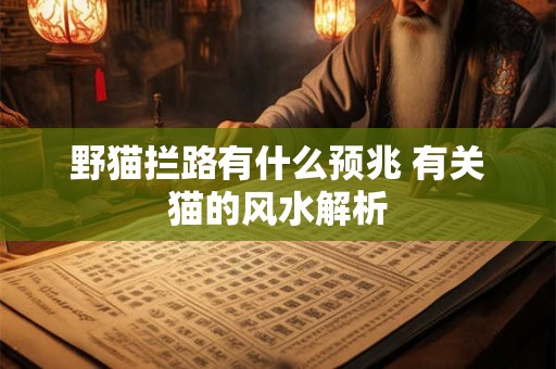 野猫拦路有什么预兆 有关猫的风水解析