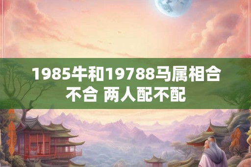 1985牛和19788马属相合不合 两人配不配