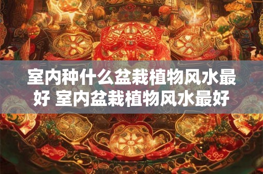 室内种什么盆栽植物风水最好 室内盆栽植物风水最好种什么