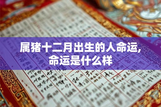 属猪十二月出生的人命运,命运是什么样