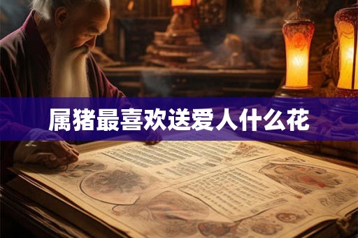 属猪最喜欢送爱人什么花