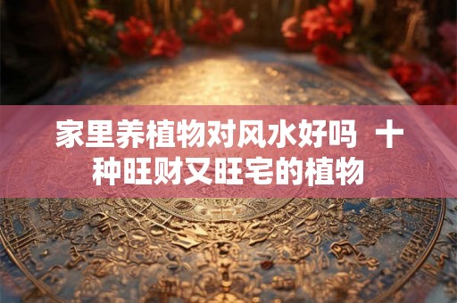 家里养植物对风水好吗  十种旺财又旺宅的植物