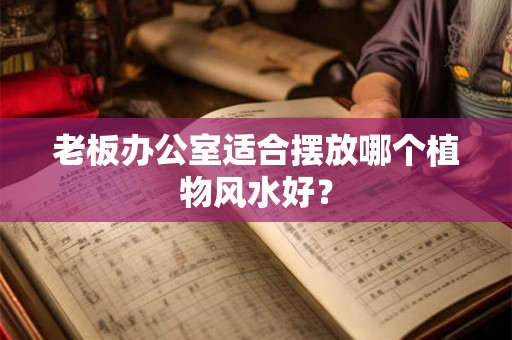 老板办公室适合摆放哪个植物风水好？