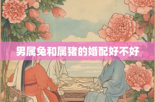 男属兔和属猪的婚配好不好