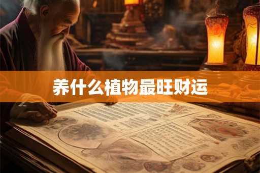 养什么植物最旺财运